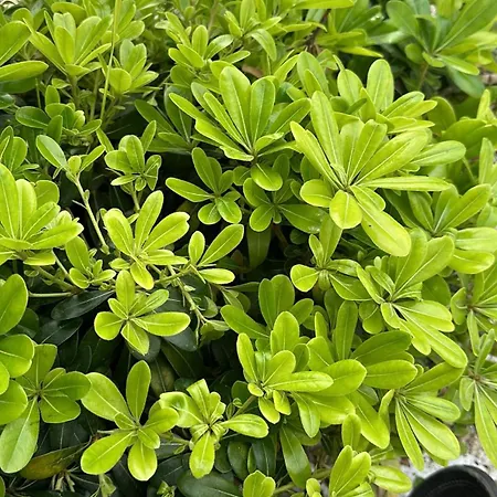 Kalkan Beauty Honeymoon Villa