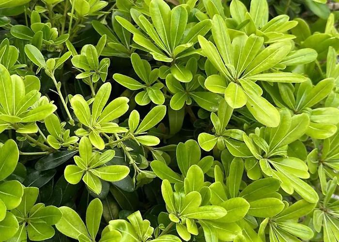 Kalkan Beauty Honeymoon Willa