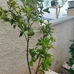 Kalkan Beauty Honeymoon וילה קס